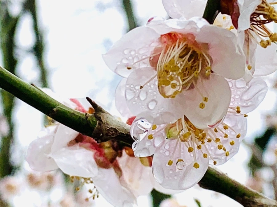 IMG_3910.jpg?type=w966