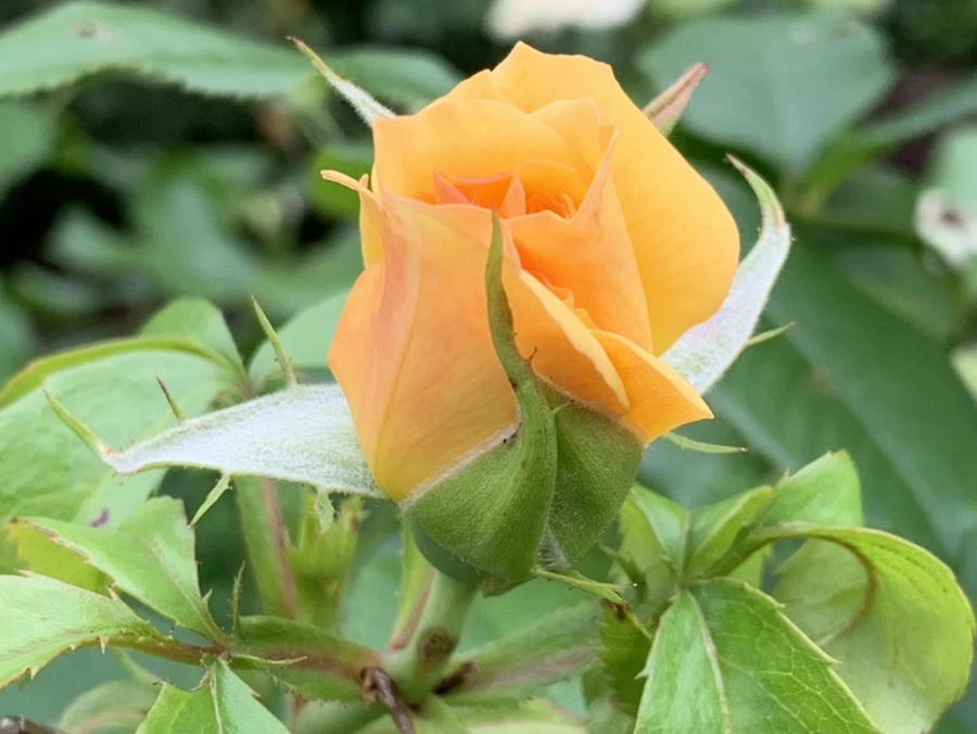 IMG_4203.jpg?type=w966