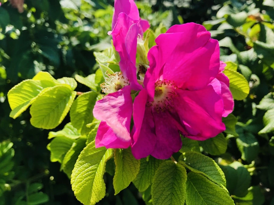 IMG_8064.jpg?type=w966