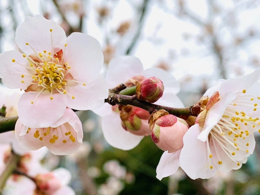 IMG_1698.jpg?type=w966