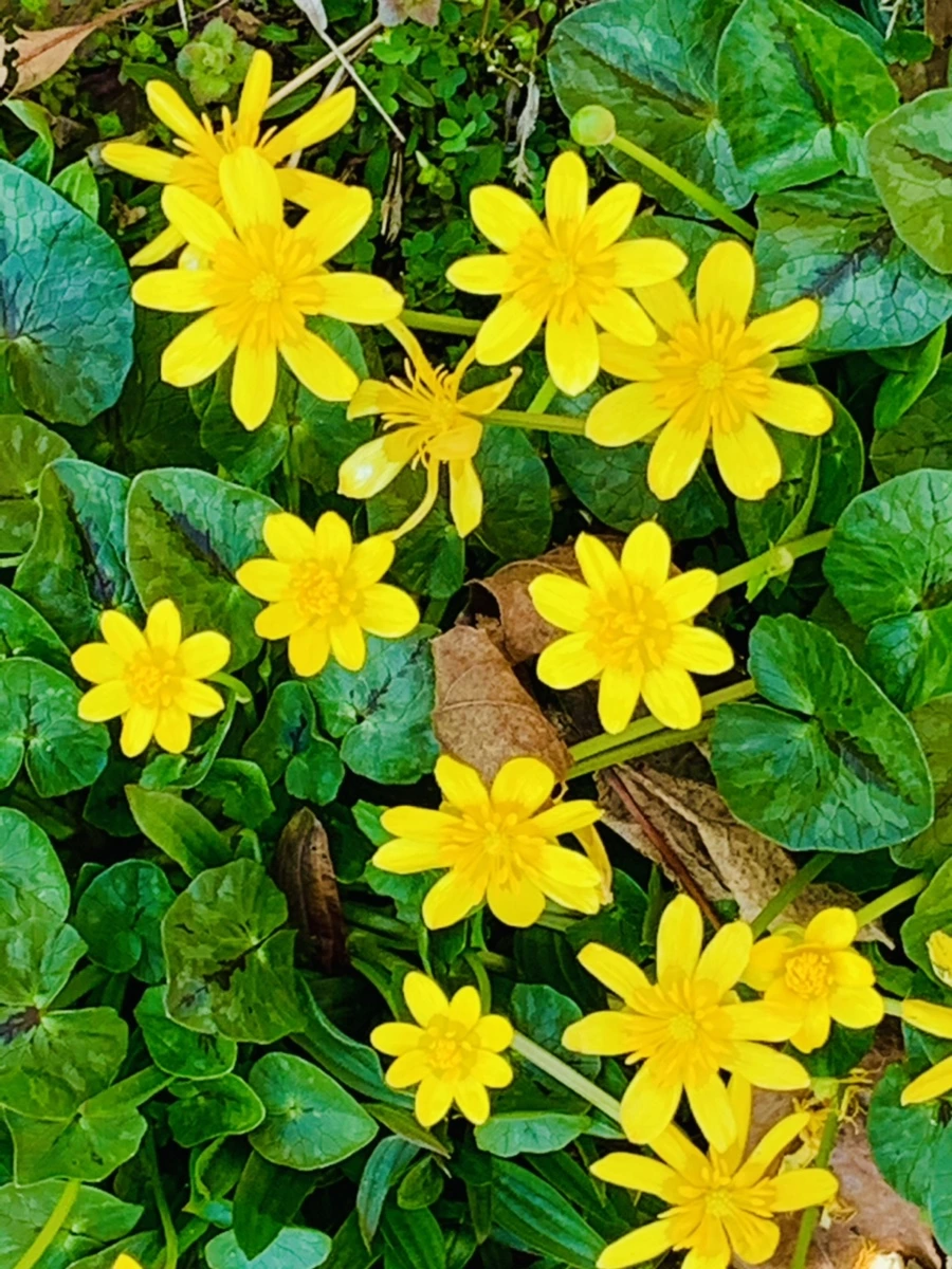 IMG_4518.jpg?type=w966