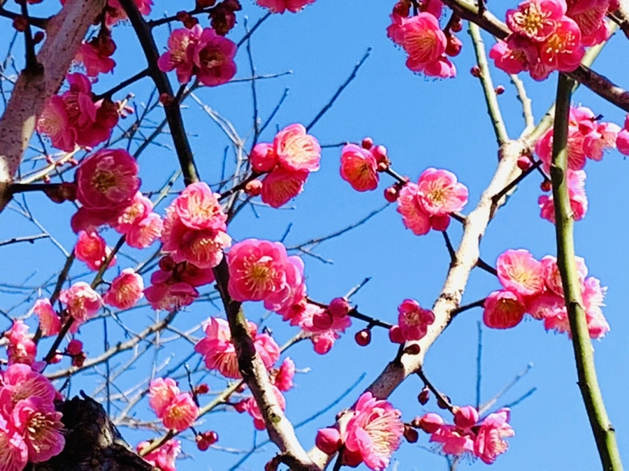 IMG_3033.jpg?type=w966