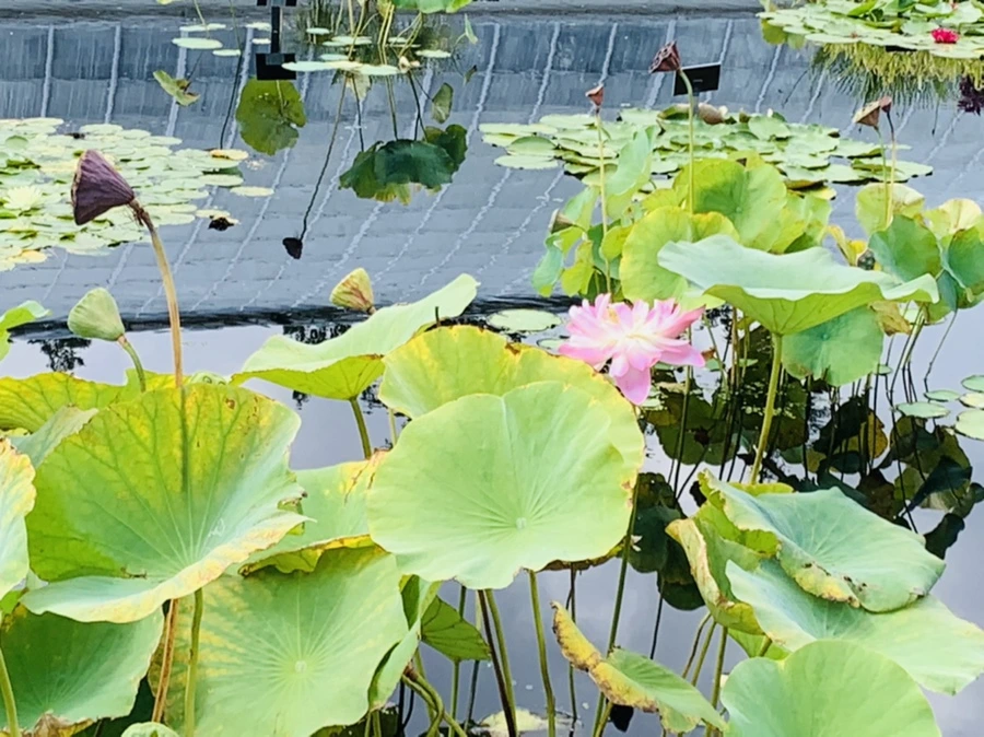 IMG_9046.jpg?type=w966