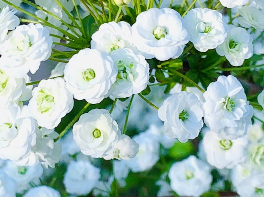 IMG_3319.jpg?type=w966