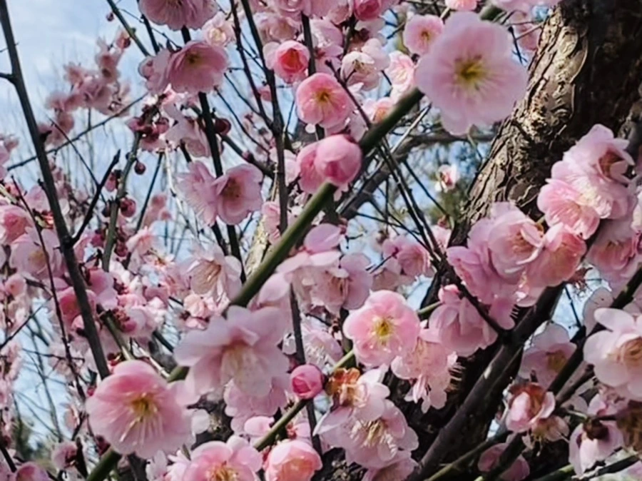 IMG_6628.jpg?type=w966