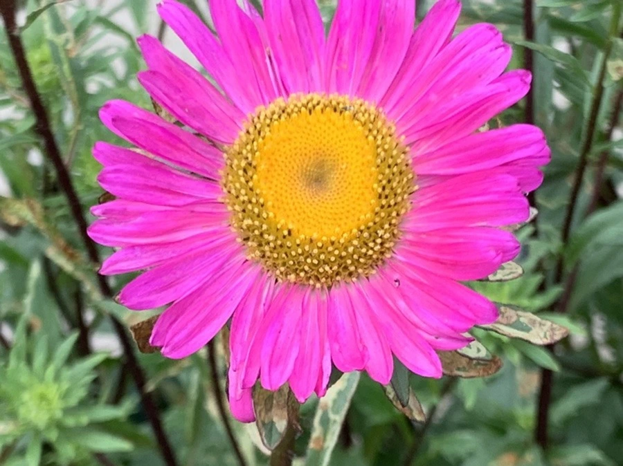 8v-z1feyMeFDk7iugZoPm4rx-_Q