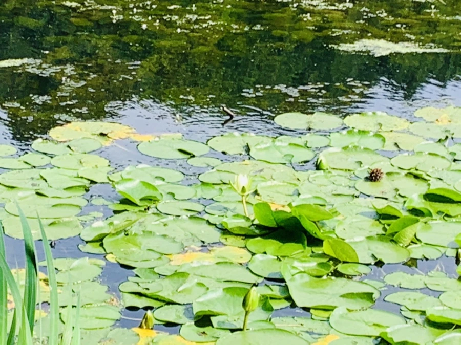 IMG_1220.jpg?type=w966