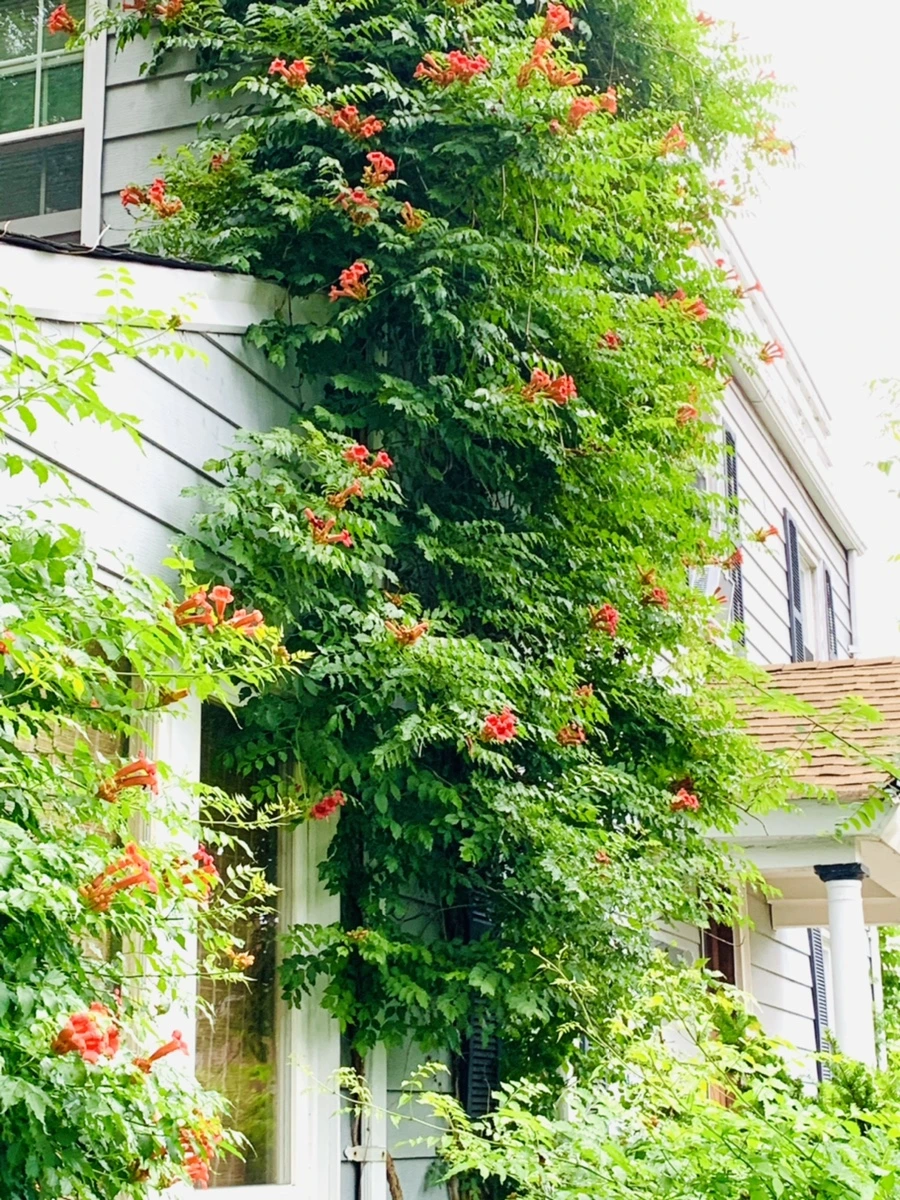 IMG_7154.jpg?type=w966