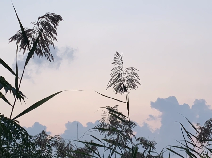 IMG_1039.jpg?type=w966