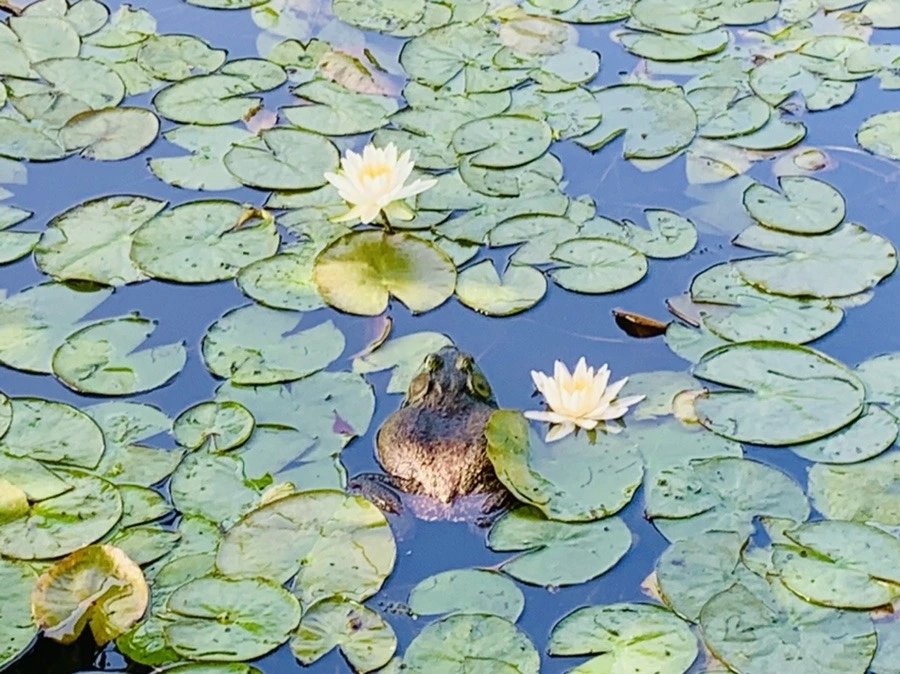 cQtWxLBfvqobjte8GLJWFLRegos