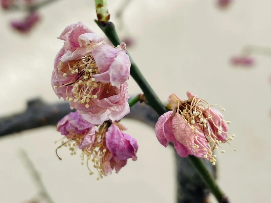 IMG_4184.jpg?type=w966