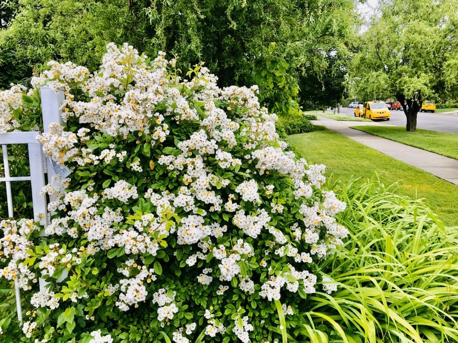 IMG_7499.jpg?type=w966