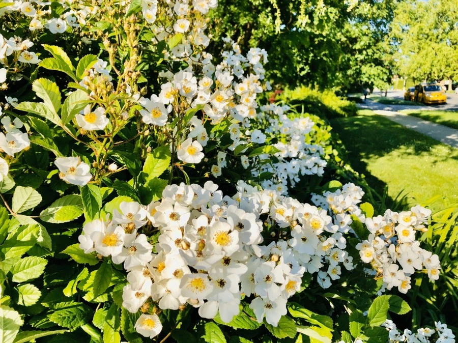 IMG_7463.jpg?type=w966