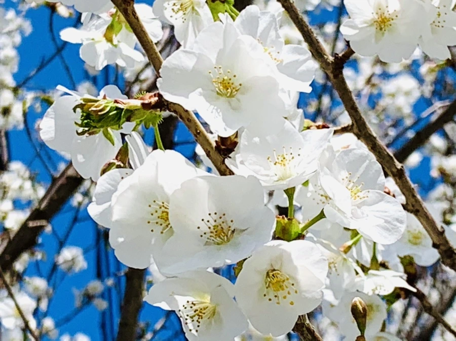 IMG_8401.jpg?type=w966