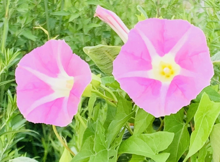 IMG_5981.jpg?type=w966