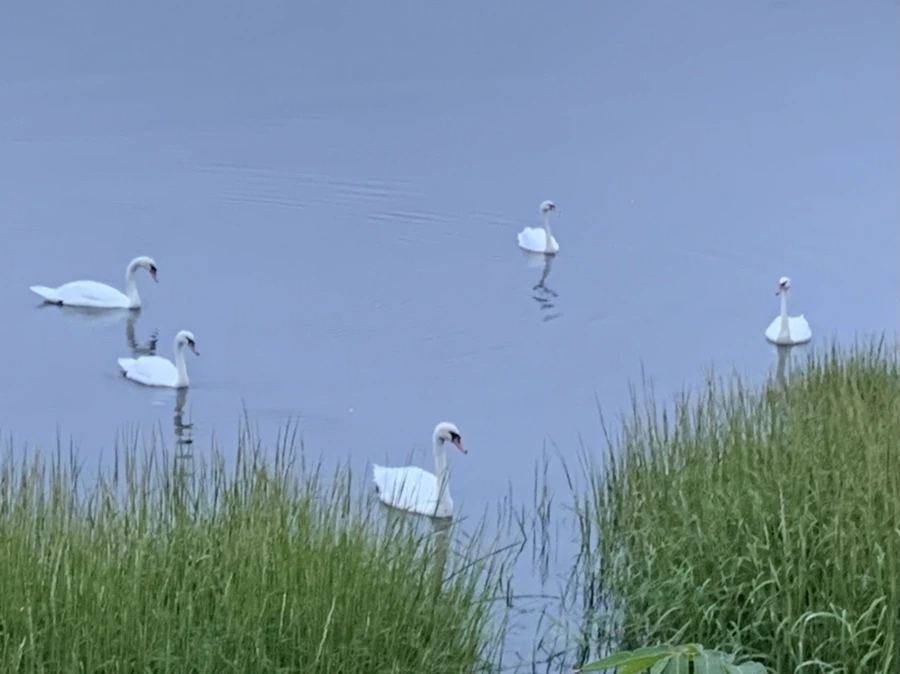 IMG_6630.jpg?type=w966