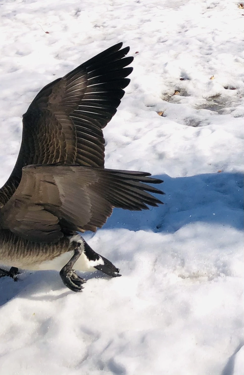 IMG_4568.jpg?type=w966