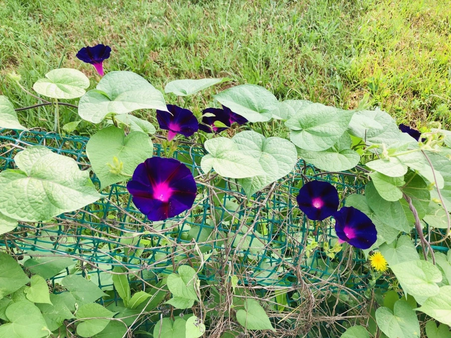 IMG_4269.jpg?type=w966