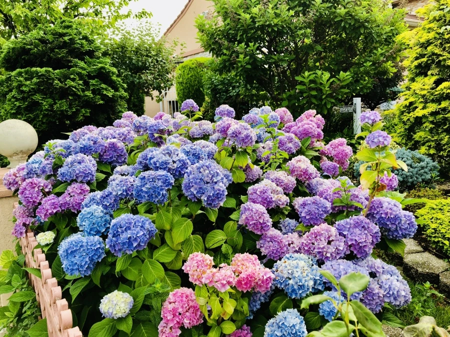 IMG_0447.jpg?type=w966