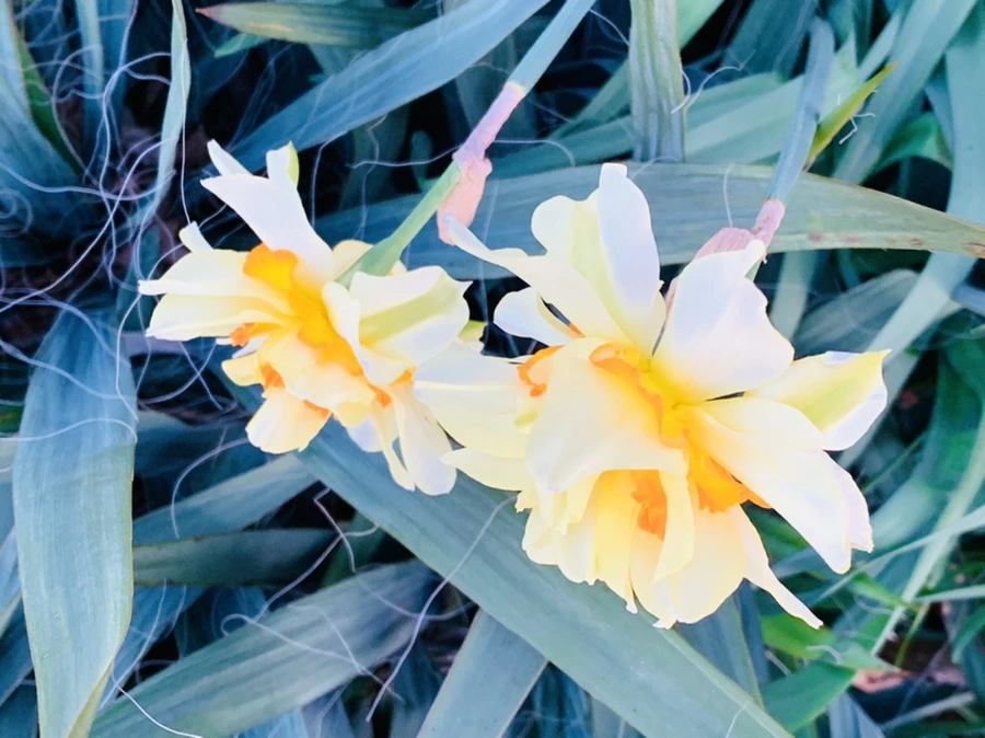 IMG_7438.jpg?type=w966