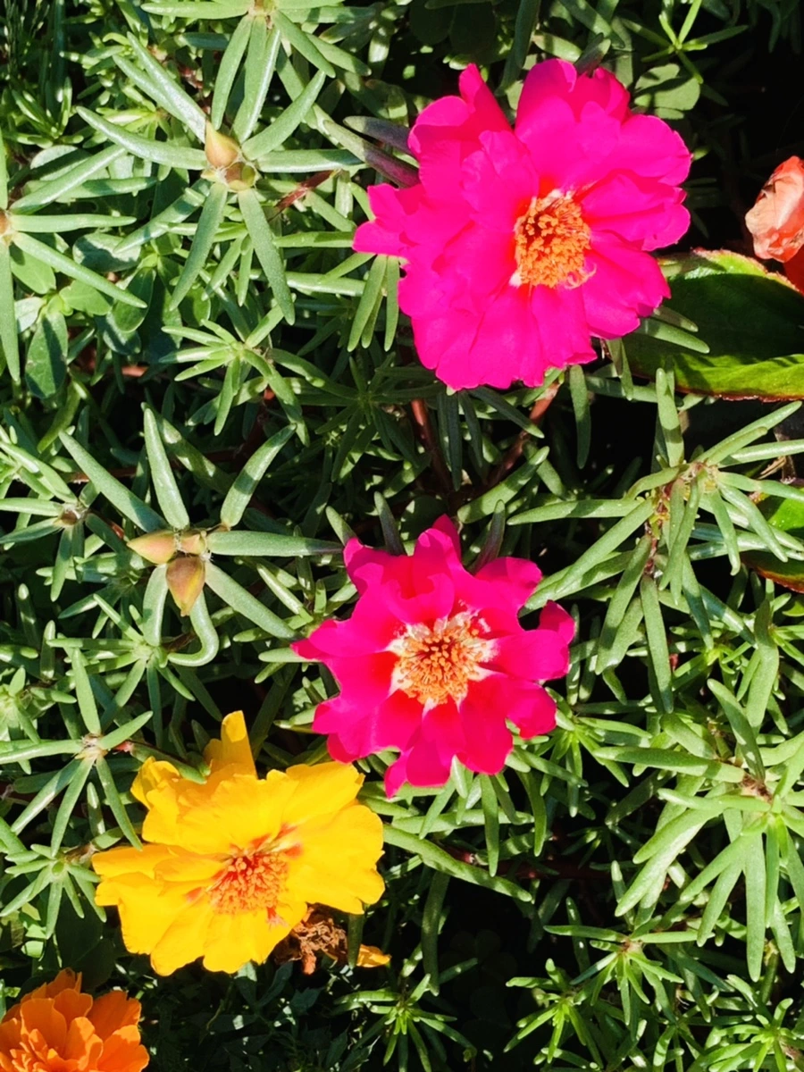 IMG_8431.jpg?type=w966