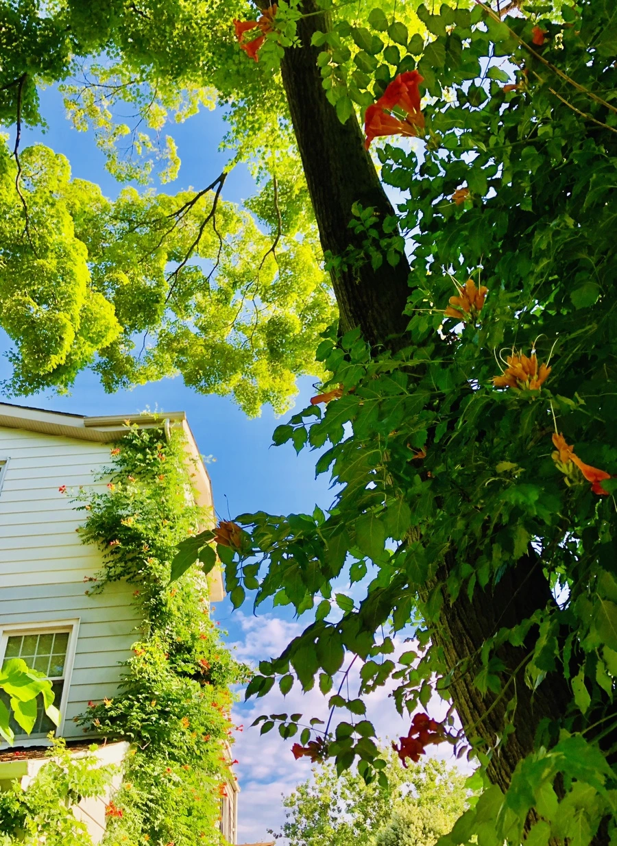 IMG_2132.jpg?type=w966