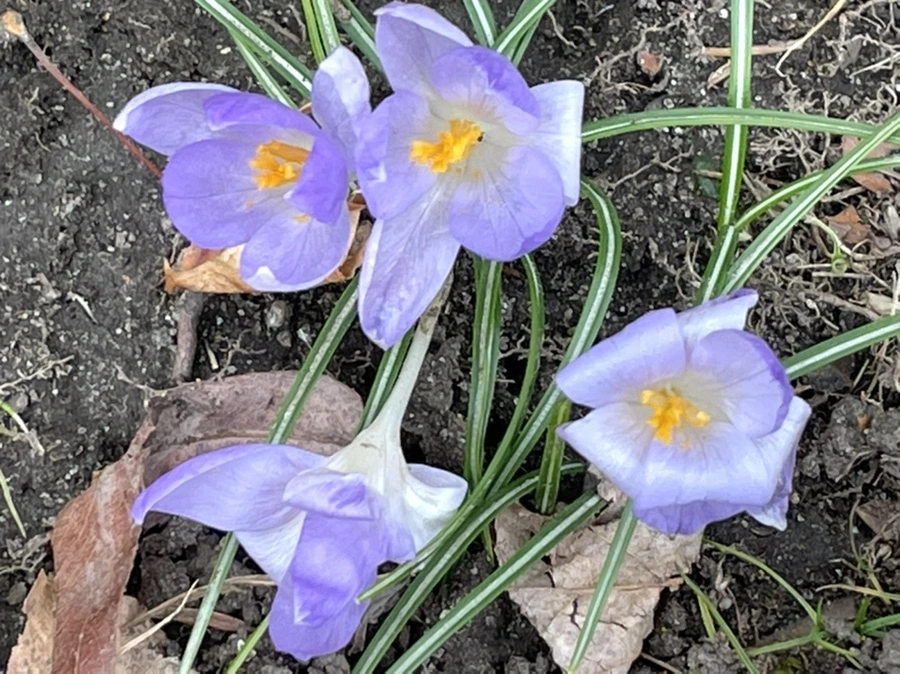 IMG_4066.jpg?type=w966