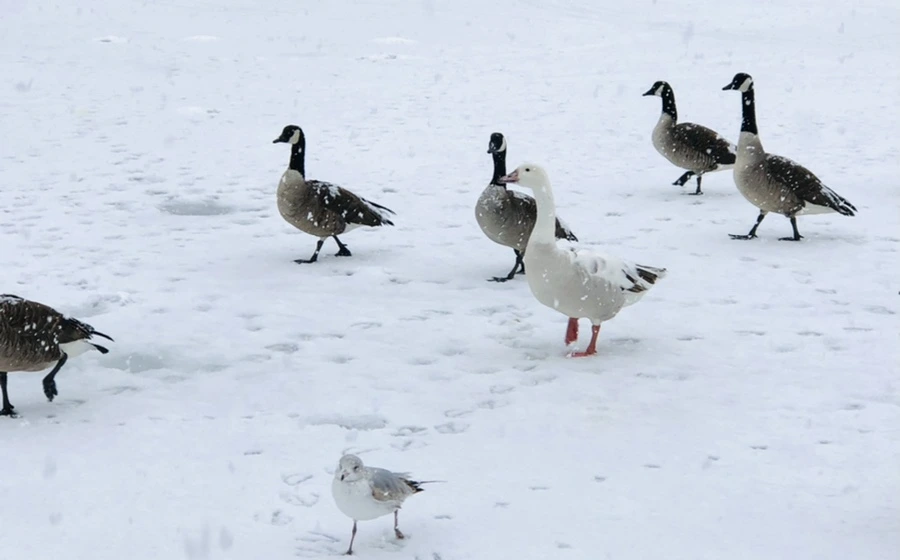 IMG_4166.jpg?type=w966