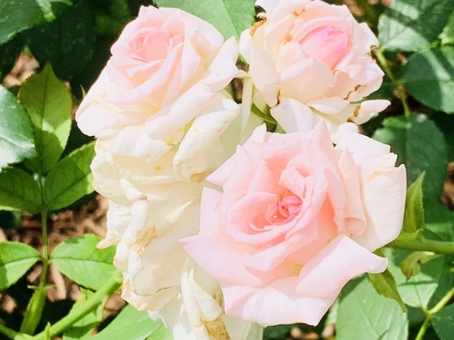 IMG_0530.jpg?type=w966