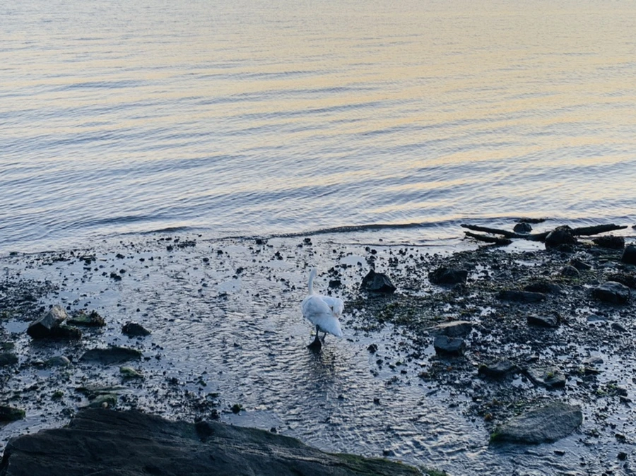 IMG_9509.jpg?type=w966