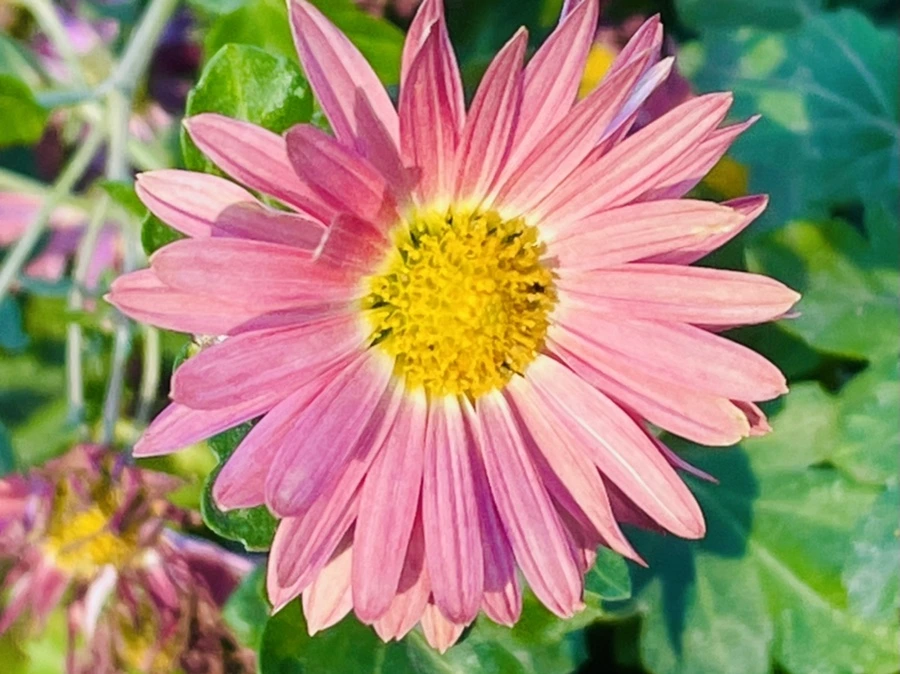 IMG_6050.jpg?type=w966