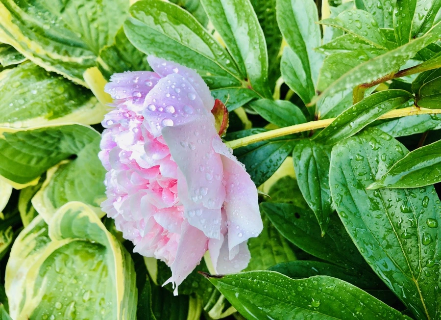 IMG_7975.jpg?type=w966