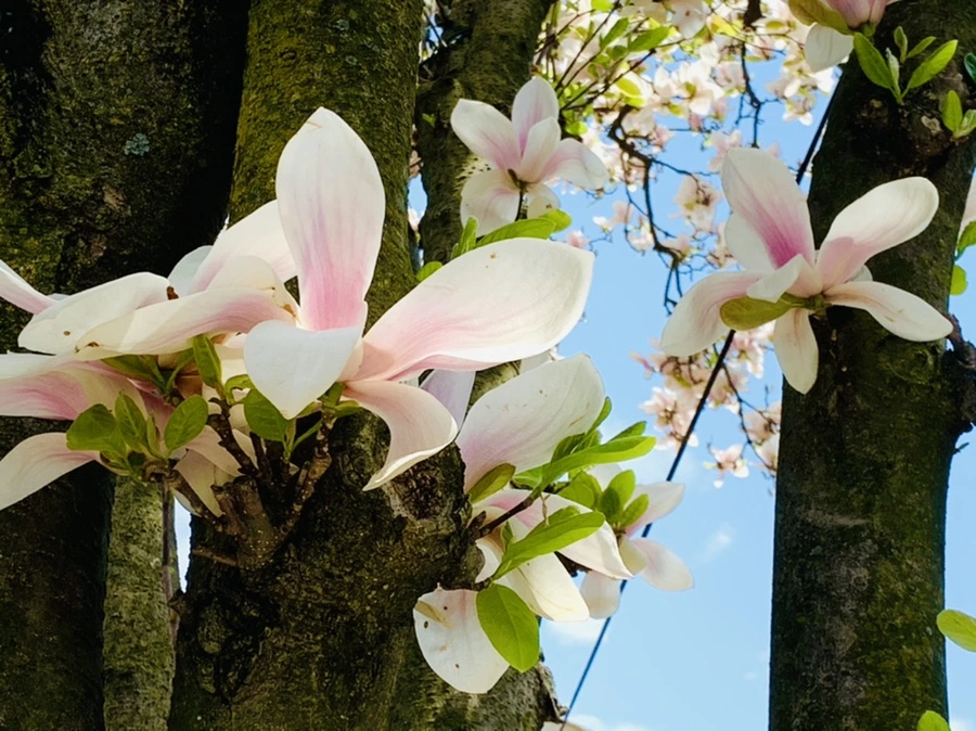 IMG_3879.jpg?type=w966