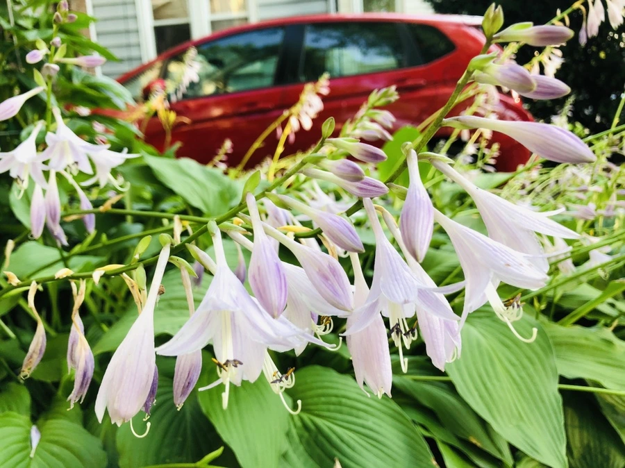 IMG_1864.jpg?type=w966