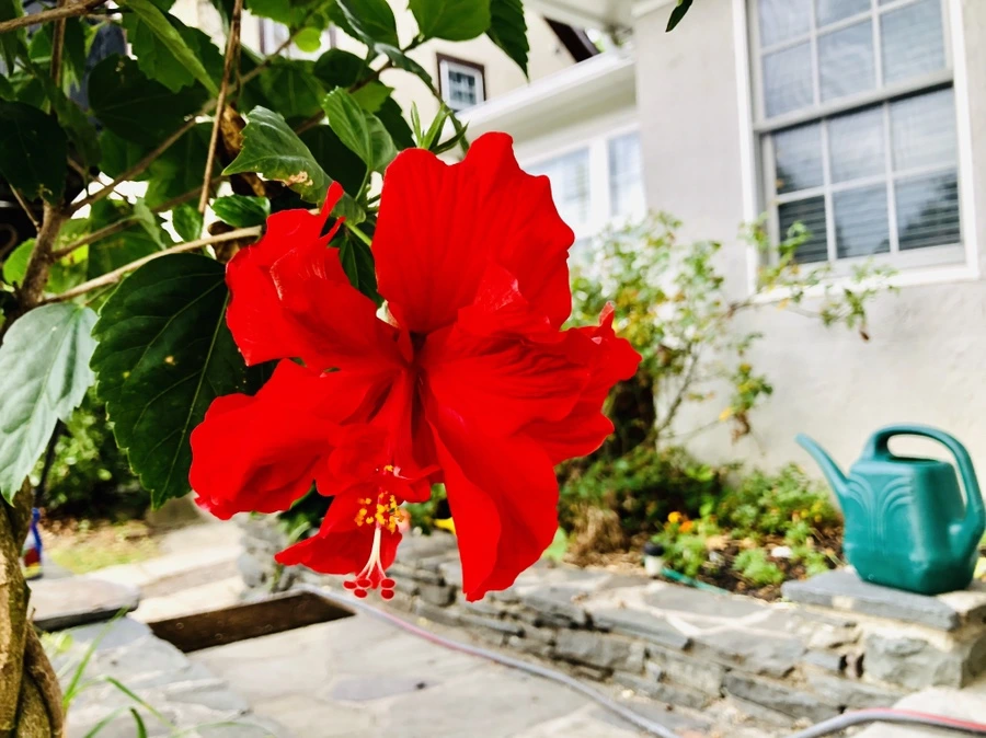 IMG_1398.jpg?type=w966