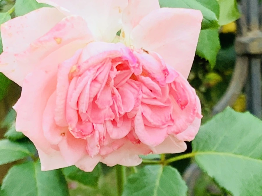 IMG_6092.jpg?type=w966