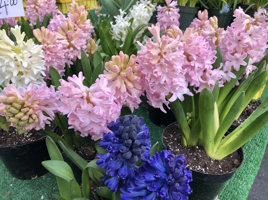 IMG_2882.jpg?type=w966