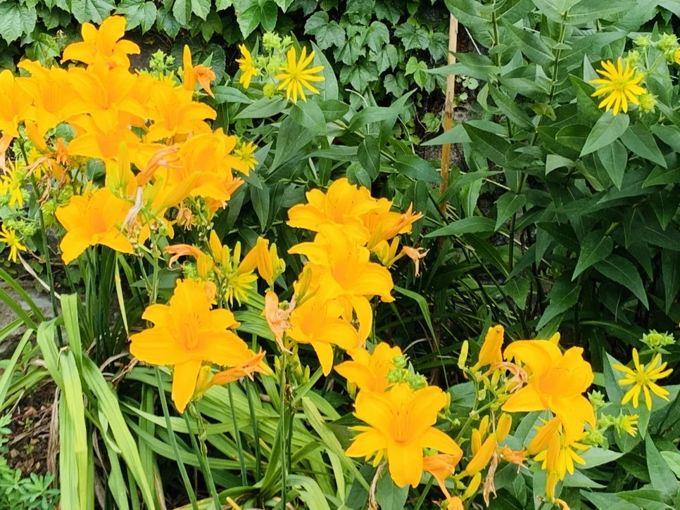 IMG_9353.jpg?type=w966