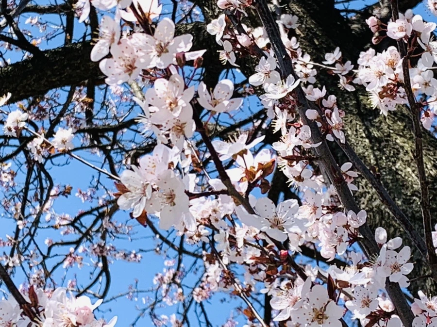 IMG_7715.jpg?type=w966