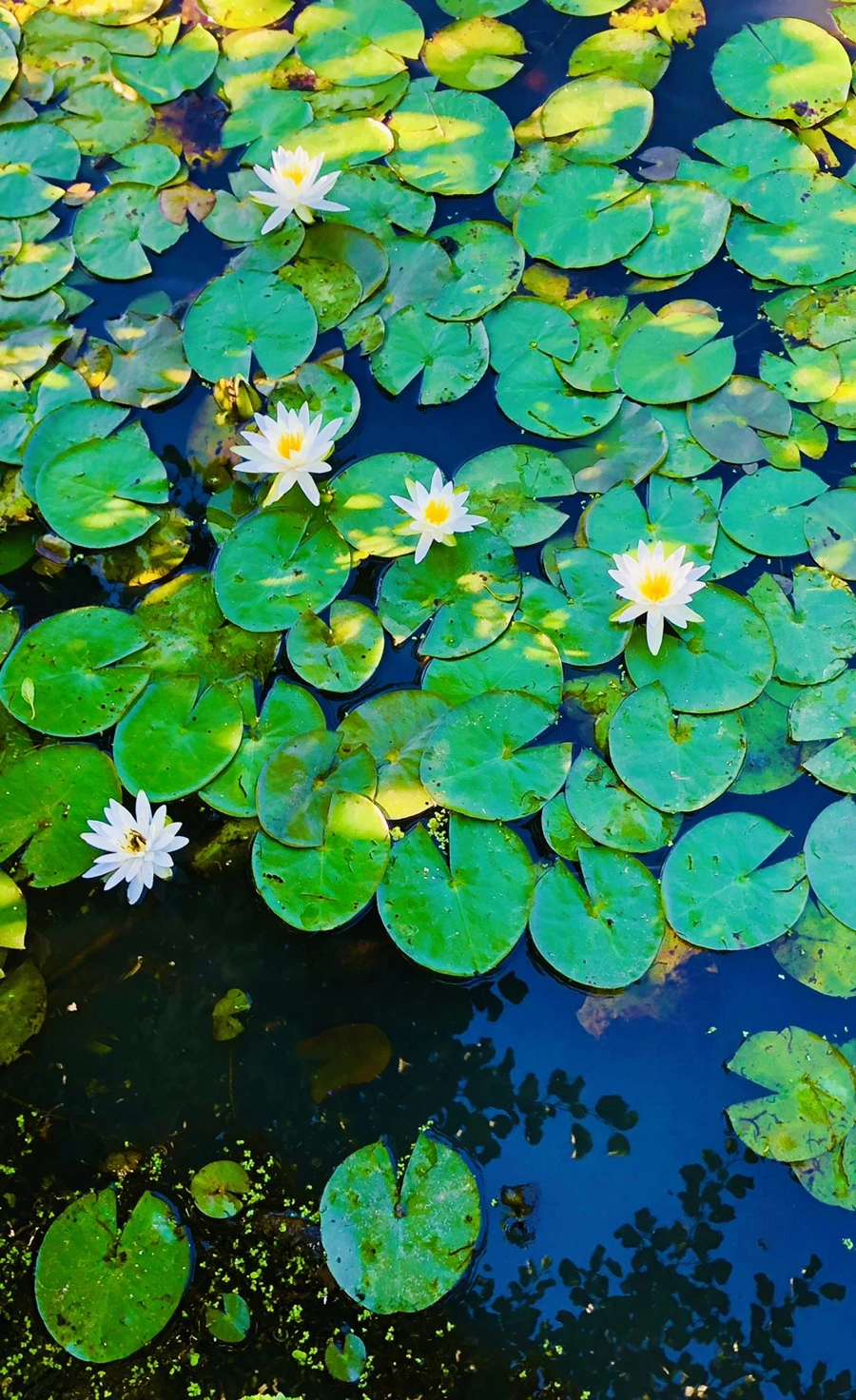 IMG_3930.jpg?type=w966