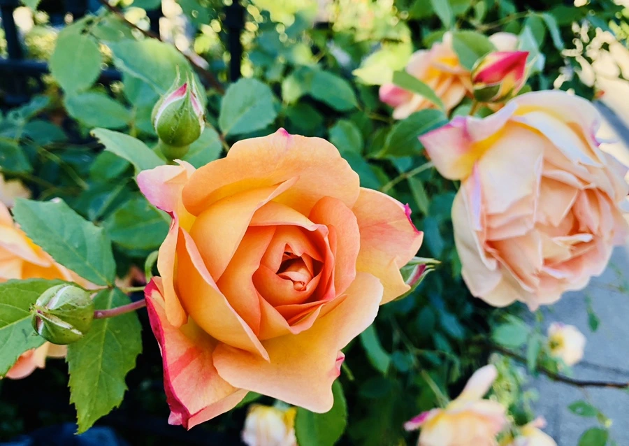 IMG_7677.jpg?type=w966