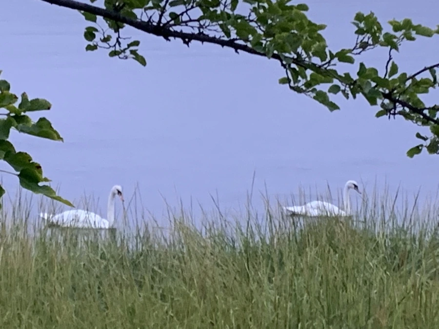 IMG_6621.jpg?type=w966