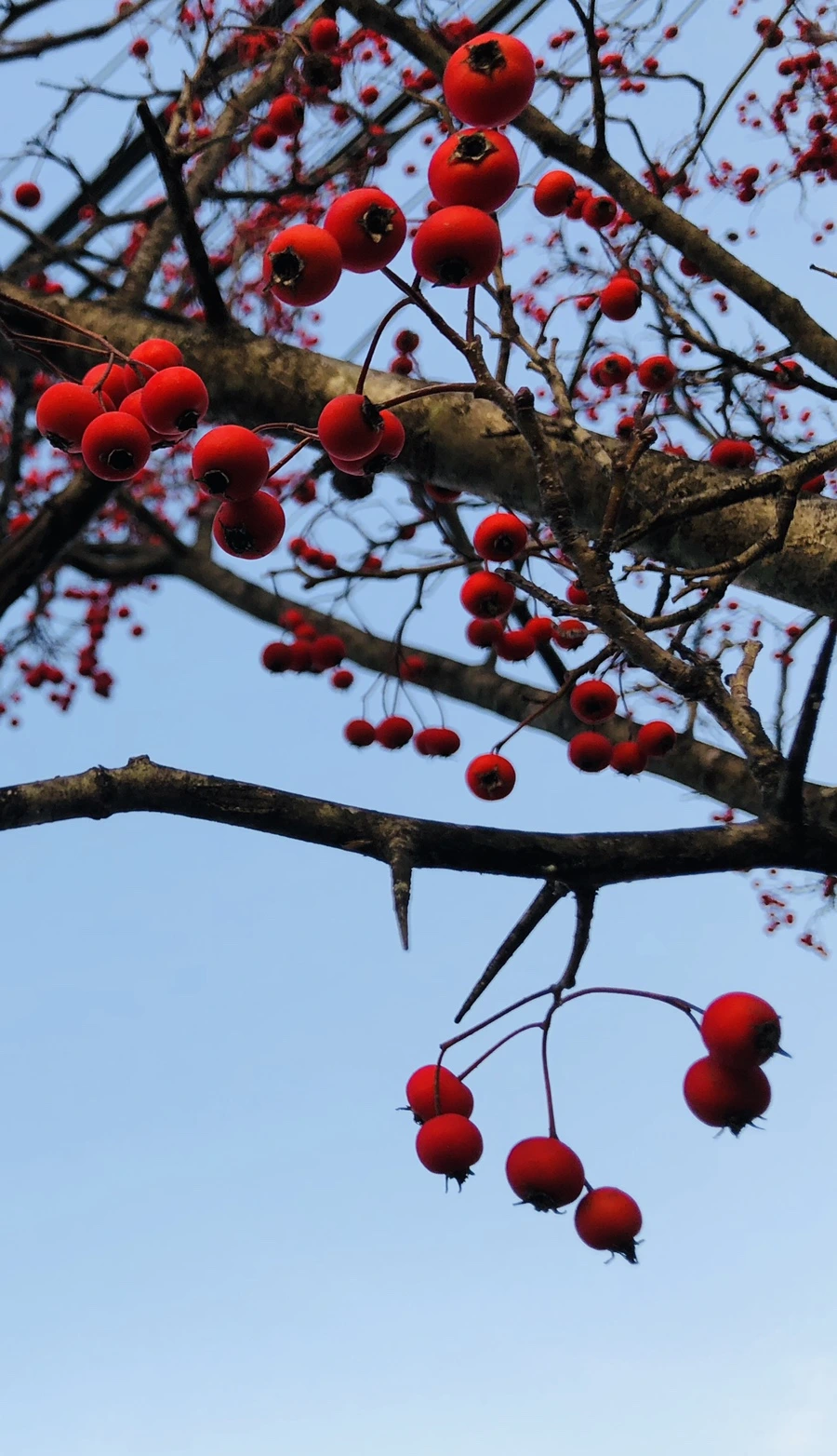 IMG_5698.jpg?type=w966