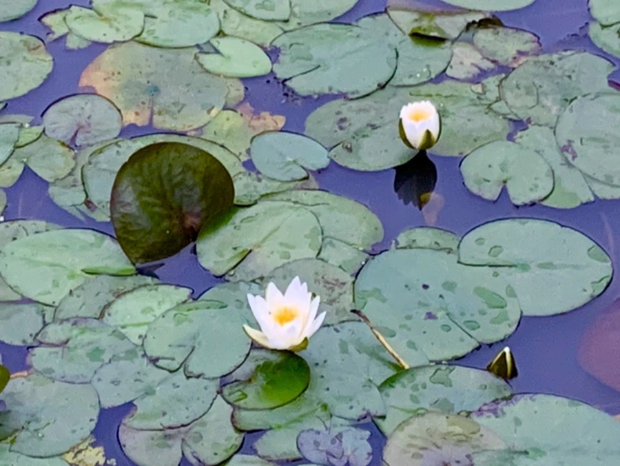 IMG_6913.jpg?type=w966