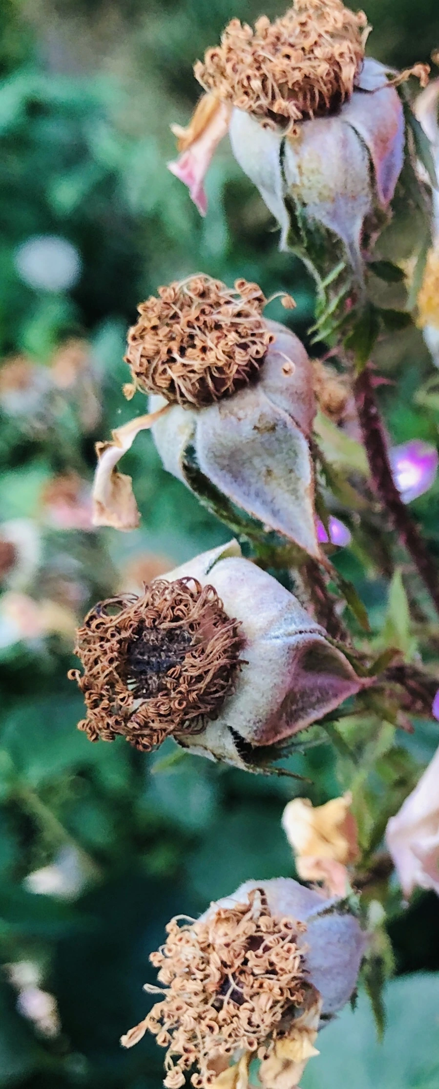 IMG_9649.jpg?type=w966