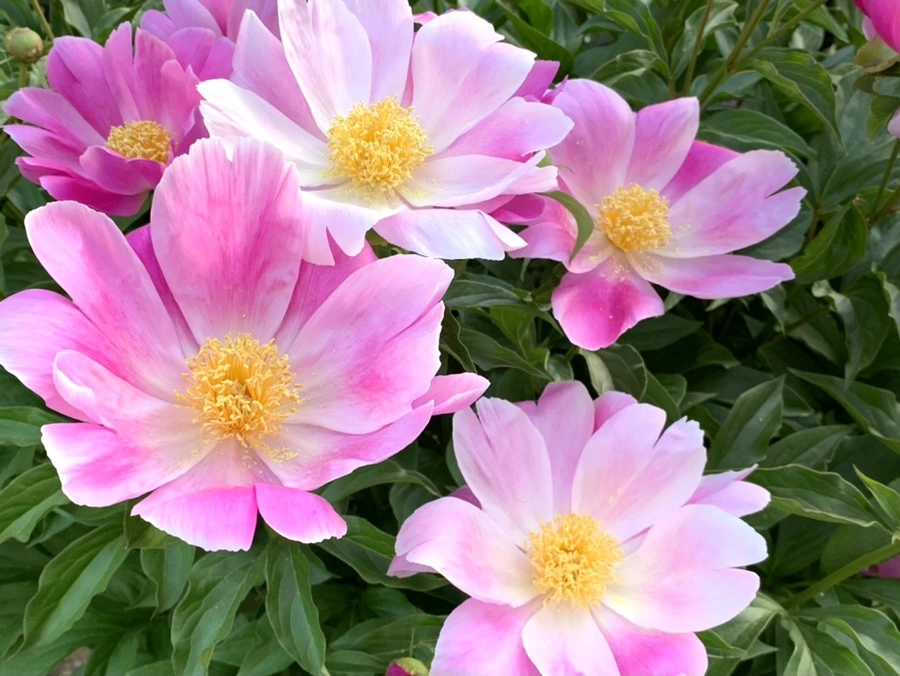 IMG_5651.jpg?type=w966