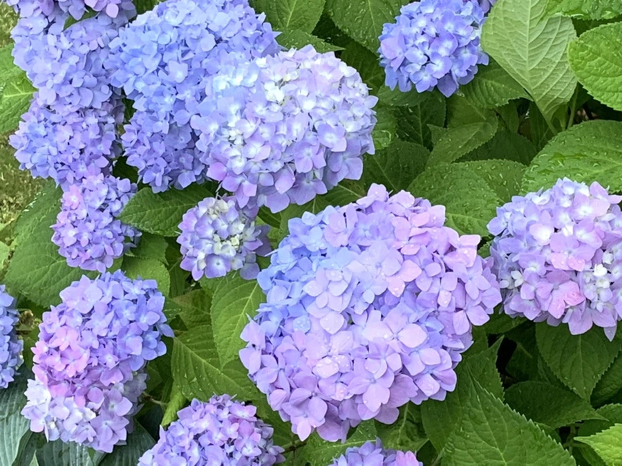 IMG_3496.jpg?type=w966