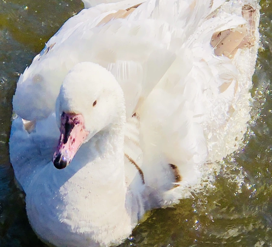 IMG_5359.jpg?type=w966