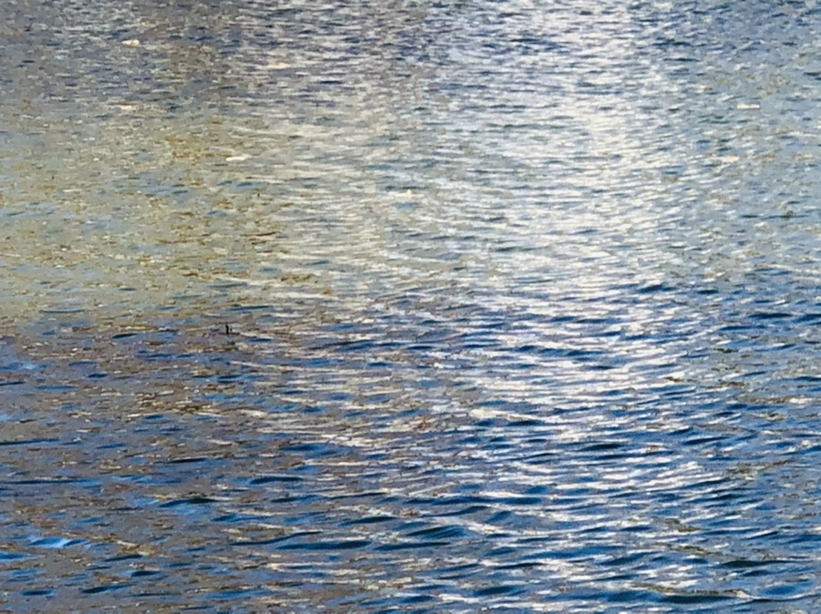 IMG_3837.jpg?type=w966