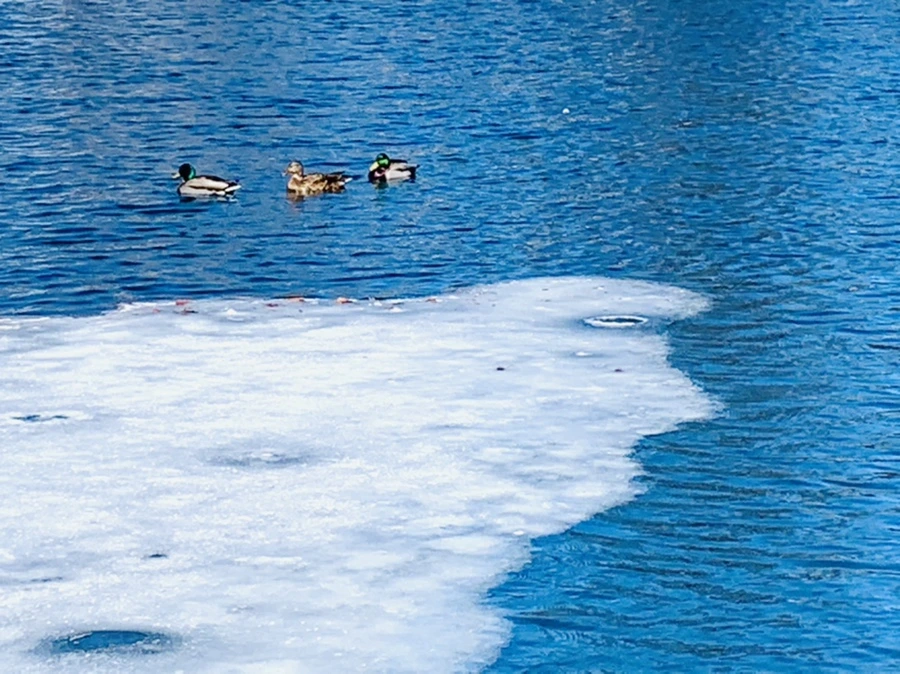 IMG_6605.jpg?type=w966